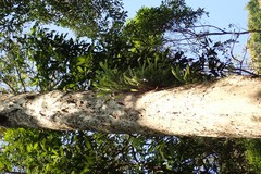 Liparis viridiflora